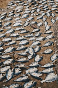 High angle view of fish on field for drying