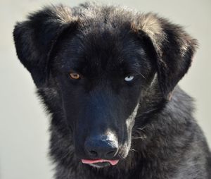 Close-up portrait of dog