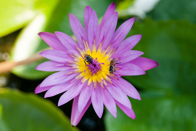 Close-up of bee pollinating flower