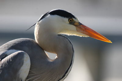 Close-up of bird