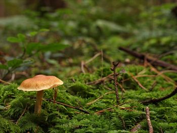 Close-up of mushroom growing on field