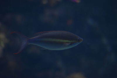 Close-up of plant against blurred background