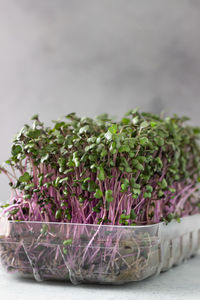 Red cabbage or radish microgreens sprouts. seed germination. vegan and healthy eating concept.