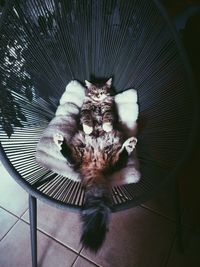 Portrait of cat relaxing on chair