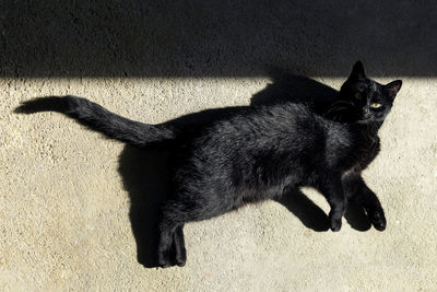 High angle view of cat