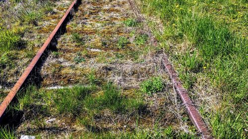 High angle view of railroad tracks amidst plants