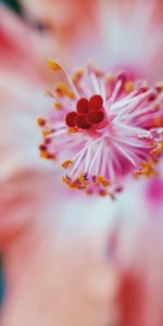 Macro shot of pink flower