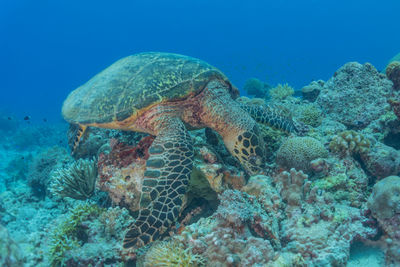 Turtle swimming in sea