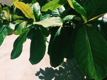 Close-up of leaves