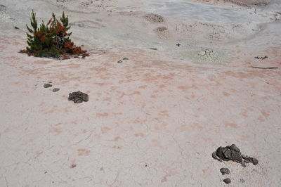 High angle view of plant on beach