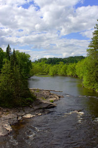 Scenic view of river in forest against sky