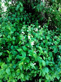 View of green leaves