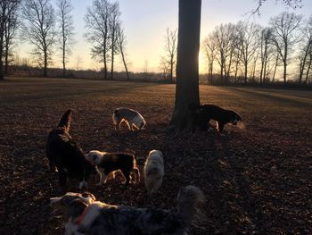 Horses on field against sky at sunset