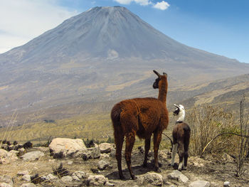 Llama with cria standing against mountain