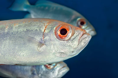 Close-up of fish swimming in sea