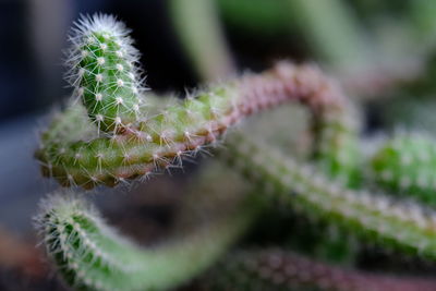 Close-up of cactus plant