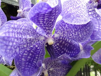 Close-up of purple flowers blooming outdoors