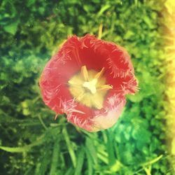 Close-up of red flowers