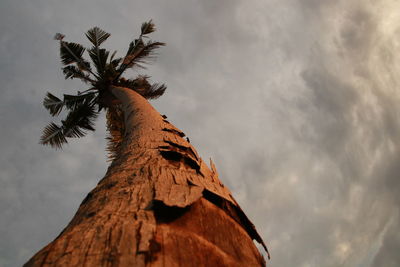 Low angle view of coconut palm tree against sky