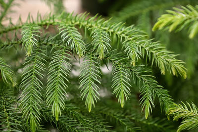 Macro view of delicate branches on a norfolk pine.