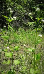 Plants growing on field by lake