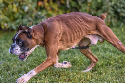 Dog playing with ball on field