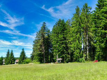 Trees growing on field against sky