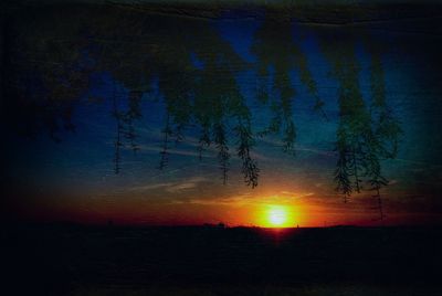 Sun shining through trees