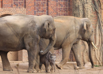 Side view of an elephant family 