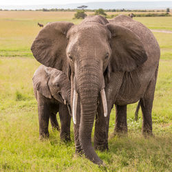 Elephant in a field