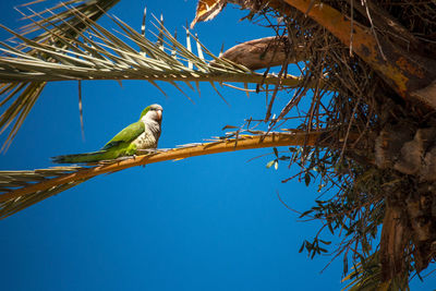 Low angle view of bird perching on branch