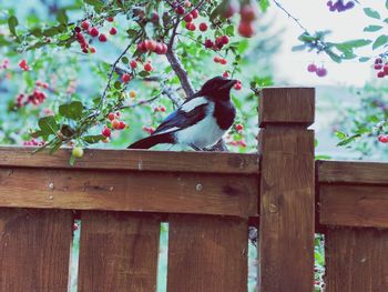 Low angle view of bird perching on wooden fence