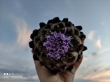 Close-up of hand holding purple flowering plant against sky