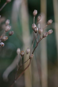 Close-up of flowering plant