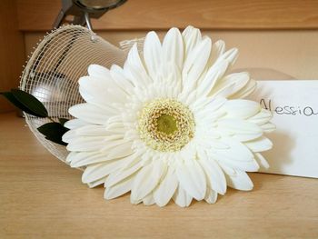 Close-up of white flower