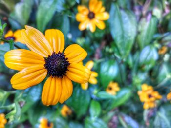 Close-up of yellow daisy flowers