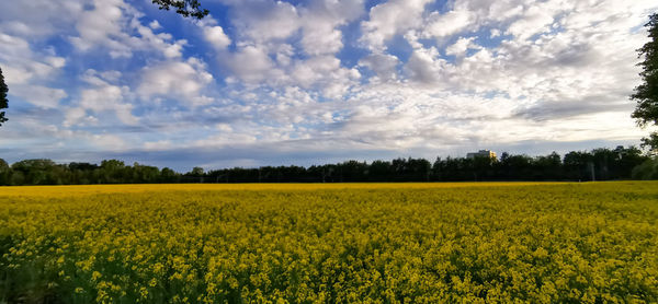 Scenic view of oilseed rape field against cloudy sky