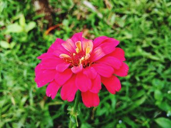 Close-up of pink flower