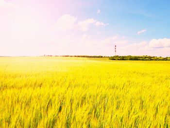 Scenic view of field against sky