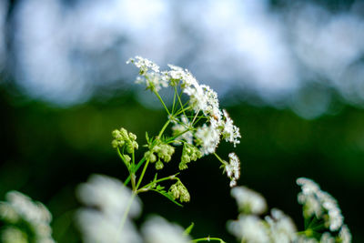 Close-up of white flowering plant