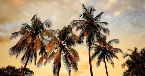 Low angle view of coconut palm tree against sky