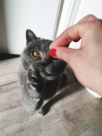 Midsection of person with cat on floor at home