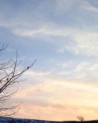 Close-up of bird against sky at sunset