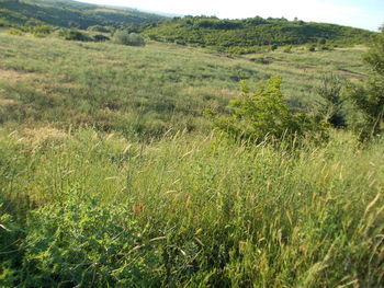 Scenic view of grassy field