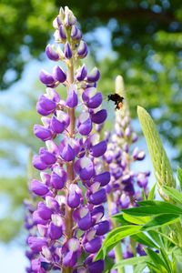 Close-up of insect on purple flower