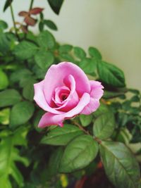 Close-up of pink rose blooming outdoors