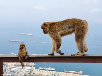 Monkeys on the sea against sky