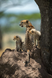 Cheetah family sitting on rock in forest