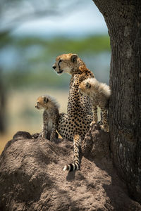 Flock of sheep on tree trunk