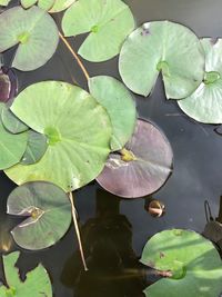 High angle view of lily pads in lake